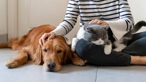 Pet Sitter in Singapore